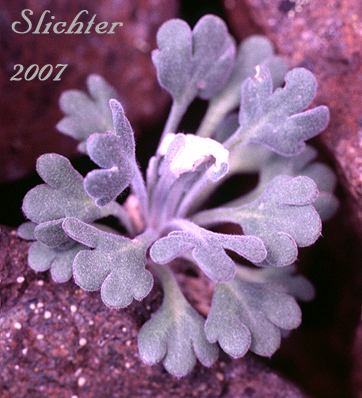 Basal leaf rosette of False Candytuft: Smelowskia borealis