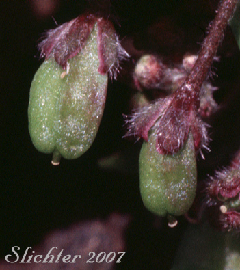 Fruits of False Candytuft: Smelowskia borealis