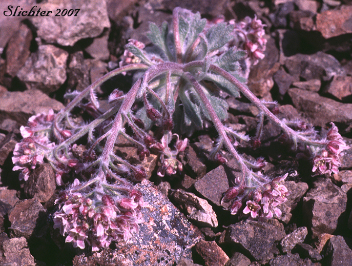 False Candytuft: Smelowskia borealis