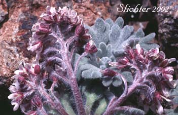 False Candytuft: Smelowskia borealis