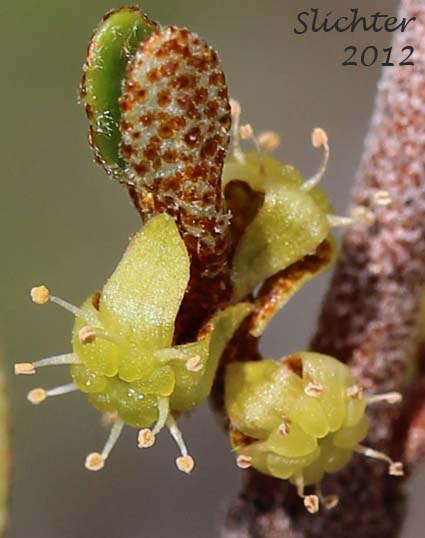 Close-up of the flowers of Canada Buffalo-berry, Canadian Buffaloberry, Russet Buffaloberry, Soapberry, Soopolallie: Shepherdia canadensis (Synonyms: Elaeagnus canadensis, Lepargyrea canadensis)