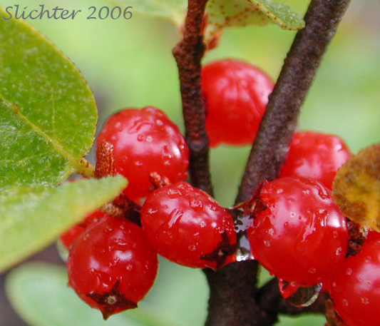 Close-up of the berries of Canada Buffalo-berry, Canadian Buffaloberry, Russet Buffaloberry, Soapberry, Soopolallie: Shepherdia canadensis (Synonyms: Elaeagnus canadensis, Lepargyrea canadensis)