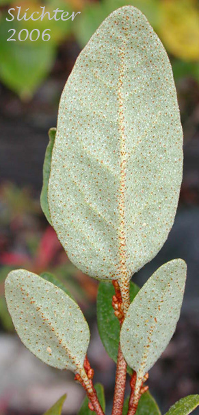 Ventral leaf surface of Canada Buffalo-berry, Canadian Buffaloberry, Russet Buffaloberry, Soapberry, Soopolallie: Shepherdia canadensis (Synonyms: Elaeagnus canadensis, Lepargyrea canadensis)