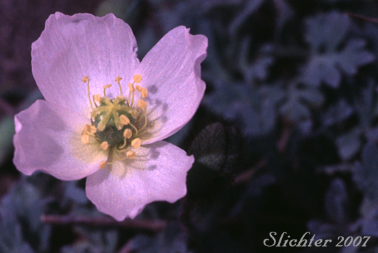 Flower of Pale Poppy, Pink Poppy: Papaver alboroseum