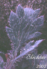 Leaf of Pale Poppy, Pink Poppy: Papaver alboroseum