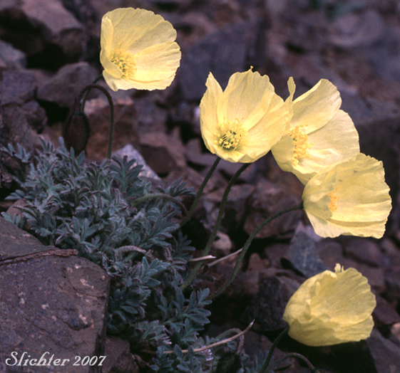 Macoun's Poppy: Papaver macounii