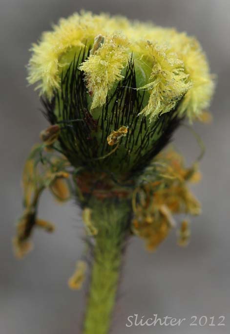 Close-up of a maturing capsule of Arctic Poppy, Lapland Poppy: Papaver lapponicum (Synonyms: Papaver hultenii, Papaver hultenii var. salmonicolor, Papaver radicatum ssp. lapponicum)