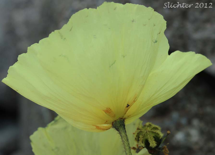 Close-up of the underside of the flower of Arctic Poppy, Lapland Poppy: Papaver lapponicum (Synonyms: Papaver hultenii, Papaver hultenii var. salmonicolor, Papaver radicatum ssp. lapponicum)