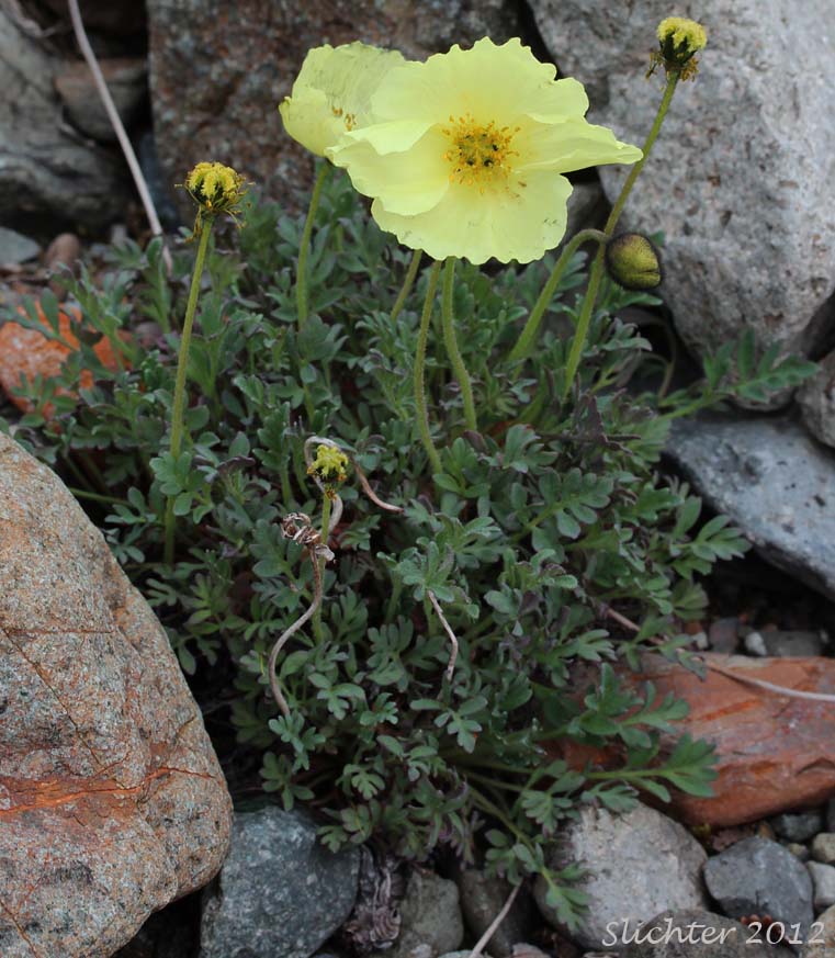 Arctic Poppy, Lapland Poppy: Papaver lapponicum (Synonyms: Papaver hultenii, Papaver hultenii var. salmonicolor, Papaver radicatum ssp. lapponicum)