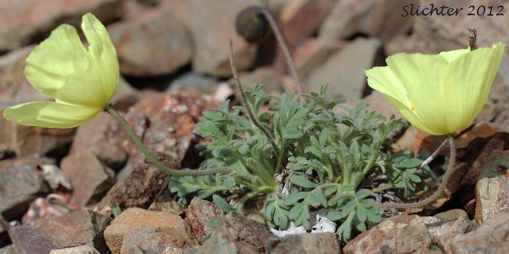 Arctic Poppy, Lapland Poppy: Papaver lapponicum (Synonyms: Papaver hultenii, Papaver hultenii var. salmonicolor, Papaver radicatum ssp. lapponicum)