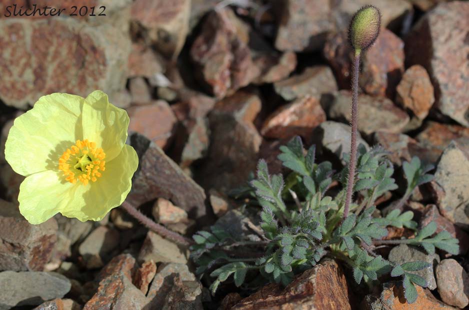 Arctic Poppy, Lapland Poppy: Papaver lapponicum (Synonyms: Papaver hultenii, Papaver hultenii var. salmonicolor, Papaver radicatum ssp. lapponicum)