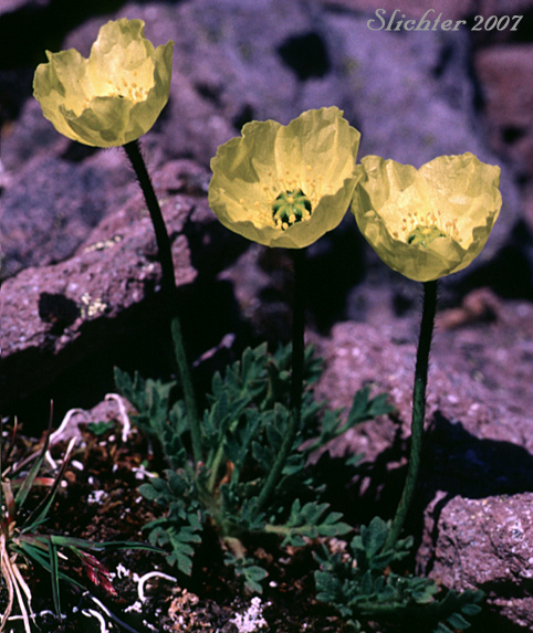Alaska Poppy, Arctic Poppy, Rooted Poppy: Papaver radicatum ssp. alaskanum (Synonyms: Papaver alaskanum, Papaver alaskanum var. grandiflorum, Papaver alaskanum var. latilobum, Papaver microcarpum ssp. alasakanum)