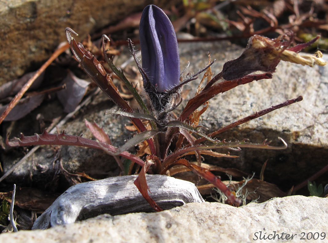 Mountain Harebell: Campanula lasiocarpa (Synonyms: Campanula lasiocarpa ssp. latisepala, Campanula latisepala, Campanula latisepala var. dubia)