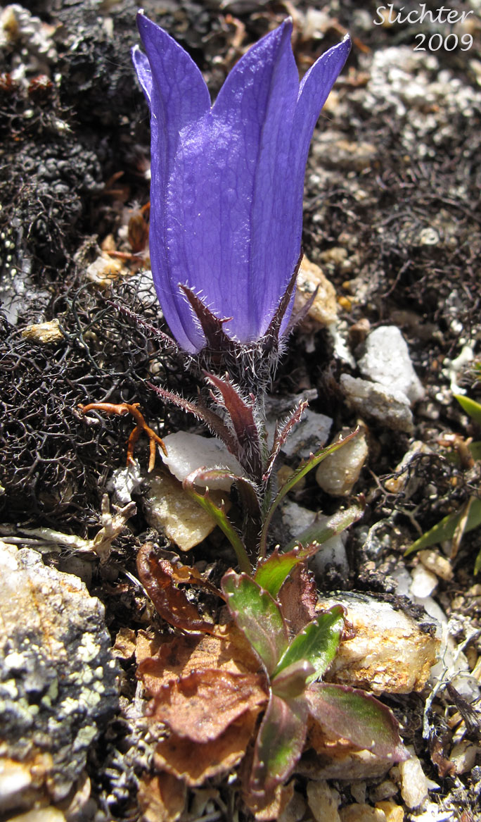 Mountain Harebell: Campanula lasiocarpa (Synonyms: Campanula lasiocarpa ssp. latisepala, Campanula latisepala, Campanula latisepala var. dubia)