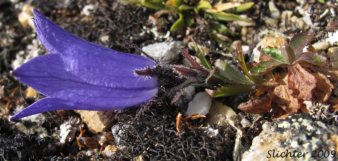Mountain Harebell: Campanula lasiocarpa (Synonyms: Campanula lasiocarpa ssp. latisepala, Campanula latisepala, Campanula latisepala var. dubia)