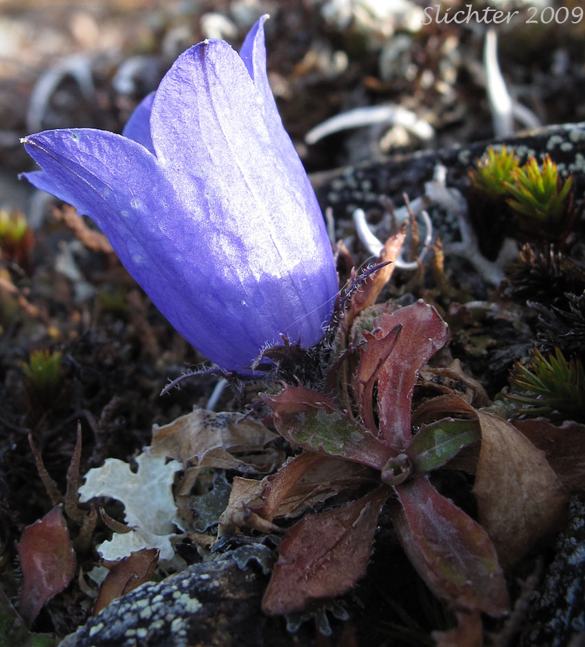 Mountain Harebell: Campanula lasiocarpa (Synonyms: Campanula lasiocarpa ssp. latisepala, Campanula latisepala, Campanula latisepala var. dubia)