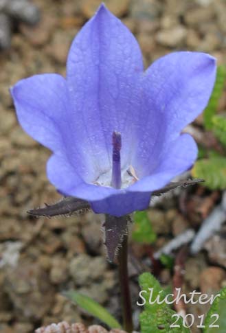 Mountain Harebell: Campanula lasiocarpa (Synonyms: Campanula lasiocarpa ssp. latisepala, Campanula latisepala, Campanula latisepala var. dubia)