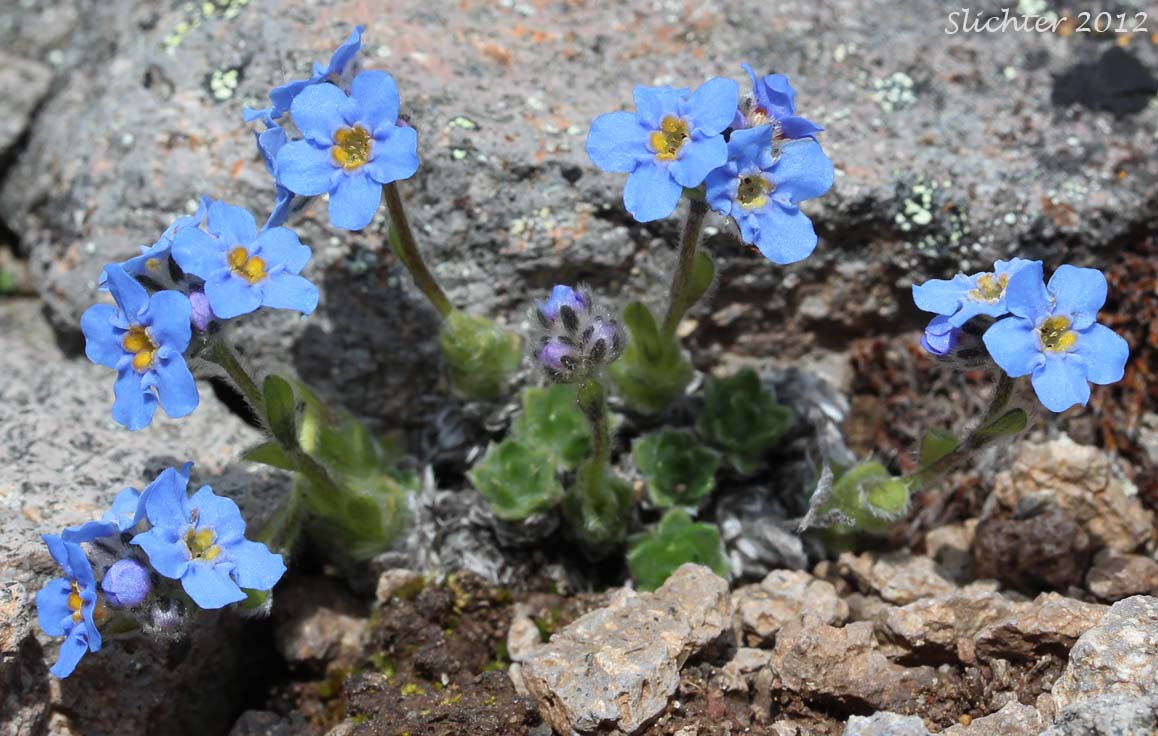 Arctic Forget-me-not, Arctic Alpine Forget-me-not: Eritrichium nanum var. aretioides (Synonyms: Eritrichium aretioides, Eritrichium elongatum var. aretioides)