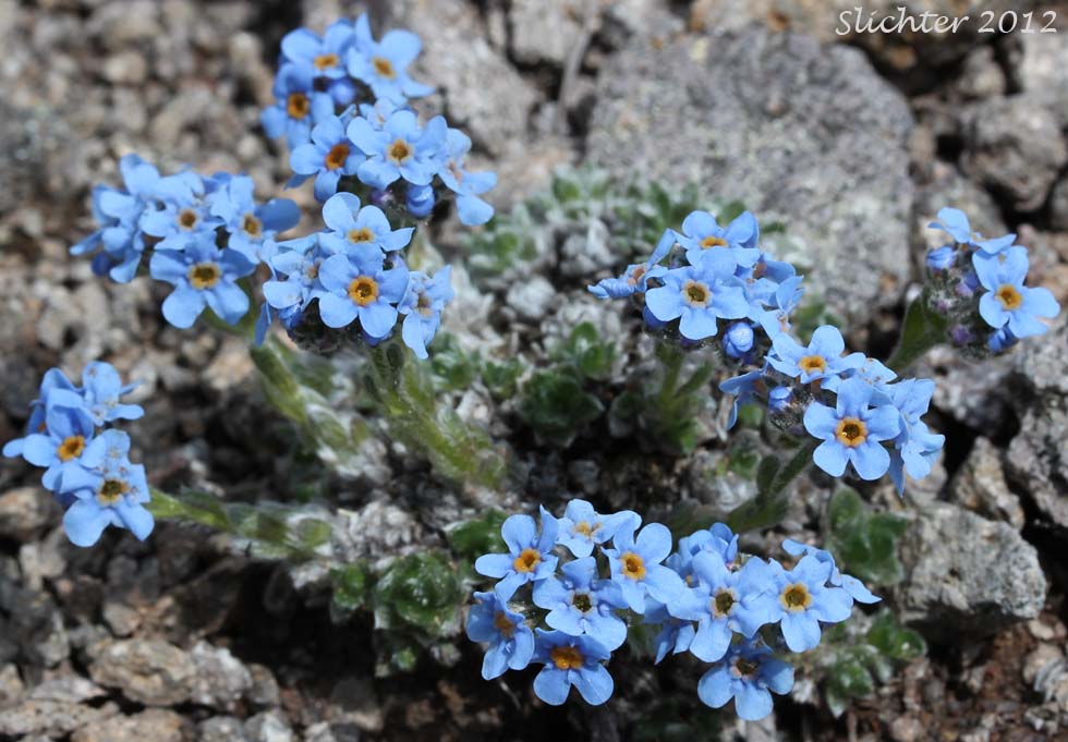Arctic Forget-me-not, Arctic Alpine Forget-me-not: Eritrichium nanum var. aretioides (Synonyms: Eritrichium aretioides, Eritrichium elongatum var. aretioides)