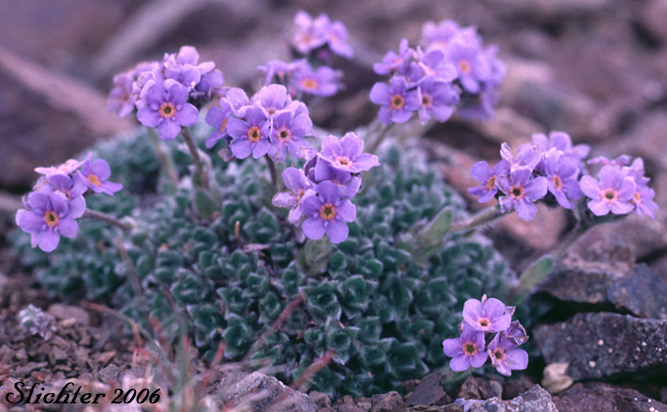 Arctic Forget-me-not, Arctic Alpine Forget-me-not: Eritrichium nanum var. aretioides (Synonyms: Eritrichium aretioides, Eritrichium elongatum var. aretioides)