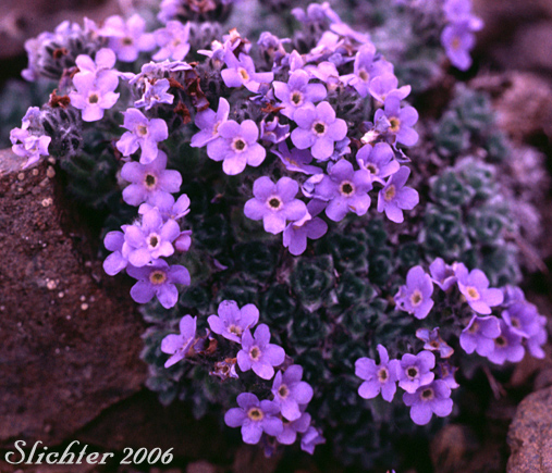 Arctic Forget-me-not, Arctic Alpine Forget-me-not: Eritrichium nanum var. aretioides (Synonyms: Eritrichium aretioides, Eritrichium elongatum var. aretioides)