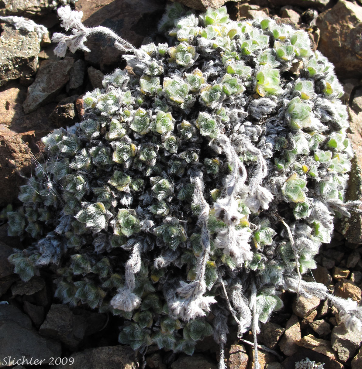 Leaves ofArctic Forget-me-not, Arctic Alpine Forget-me-not: Eritrichium nanum var. aretioides (Synonyms: Eritrichium aretioides, Eritrichium elongatum var. aretioides)