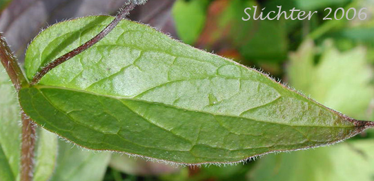 Leaf of Chiming Bells, Blue Bells: Mertensia paniculata