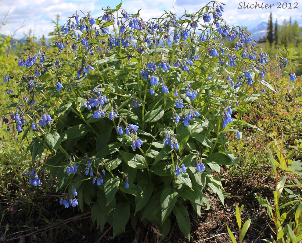 Blue Bells, Chiming Bells, Tall Bluebells, Tall Lungwort: Mertensia paniculata