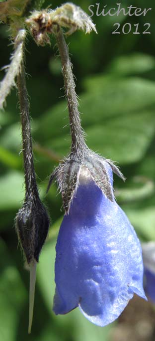 Close-up of the pendant flower of Blue Bells, Chiming Bells, Tall Bluebells, Tall Lungwort: Mertensia paniculata
