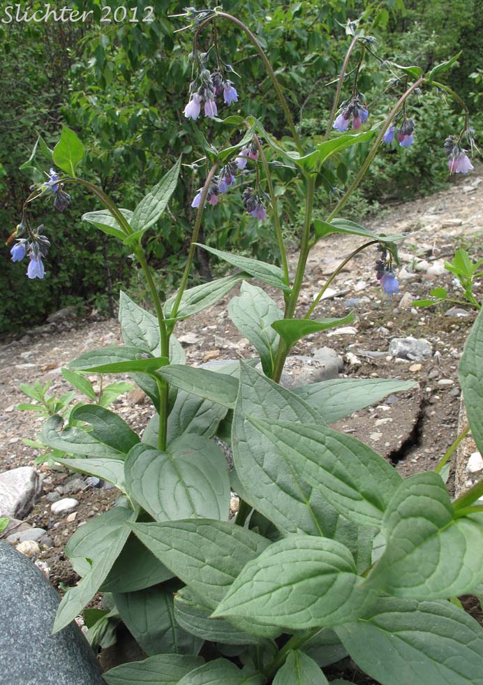 Blue Bells, Chiming Bells, Tall Bluebells, Tall Lungwort: Mertensia paniculata