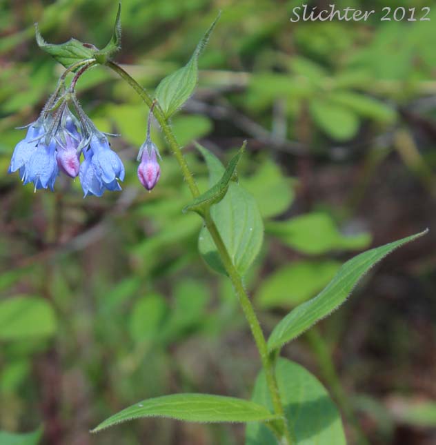 Upper stem leaves and flowers of Blue Bells, Chiming Bells, Tall Bluebells, Tall Lungwort: Mertensia paniculata