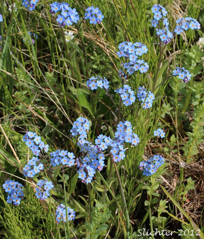 Alpine Forget-me-not, Asian Forget-me-not: Myosotis asiatica (Synonyms: Myosotis alpestris, Myosotis alpestris ssp. asiatica, Myosotis sylvatica var. alpestris)