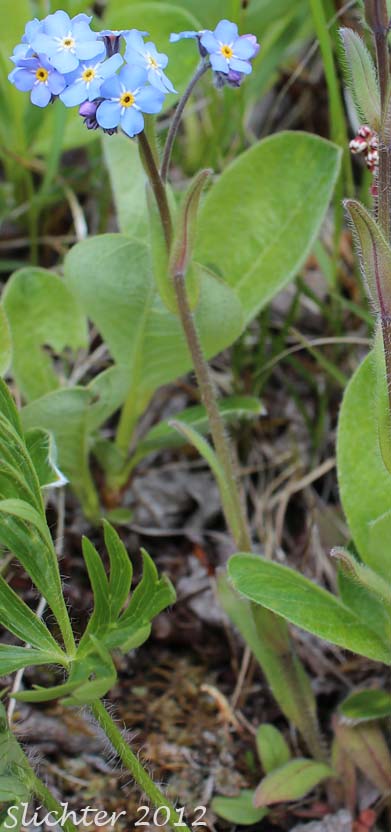 Alpine Forget-me-not, Asian Forget-me-not: Myosotis asiatica (Synonyms: Myosotis alpestris, Myosotis alpestris ssp. asiatica, Myosotis sylvatica var. alpestris)