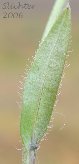 Stem leaf of Alpine Forget-me-not, Asian Forget-me-not: Myosotis asiatica (Synonyms: Myosotis alpestris, Myosotis alpestris ssp. asiatica, Myosotis sylvatica var. alpestris)