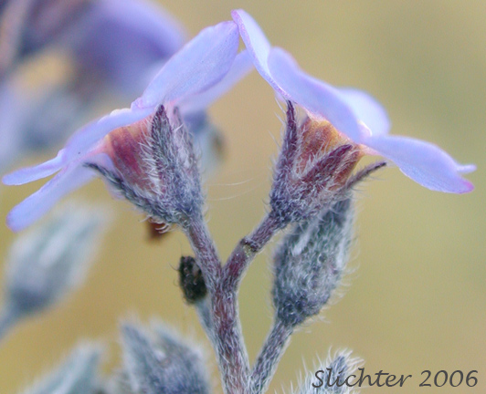 Calyces of Alpine Forget-me-not, Asian Forget-me-not: Myosotis asiatica (Synonyms: Myosotis alpestris, Myosotis alpestris ssp. asiatica, Myosotis sylvatica var. alpestris)