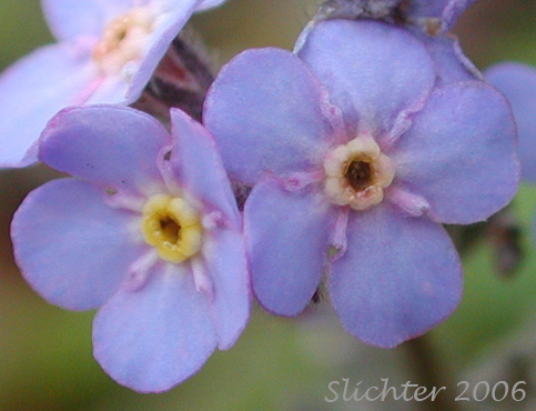 Flowers of Alpine Forget-me-not, Asian Forget-me-not: Myosotis asiatica (Synonyms: Myosotis alpestris, Myosotis alpestris ssp. asiatica, Myosotis sylvatica var. alpestris)