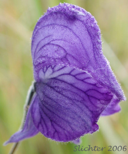 Flower of Larkspurleaf Monkshood: Aconitum delphiniifolium ssp. delphiniifolium (Synonym: Aconitum delphiniifolium var. albiflorum)