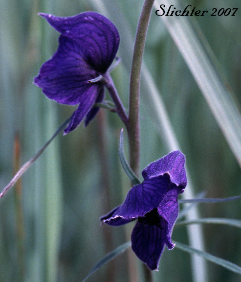 Flowers of Larkspurleaf Monkshood: Aconitum delphiniifolium ssp. delphiniifolium (Synonym: Aconitum delphiniifolium var. albiflorum)