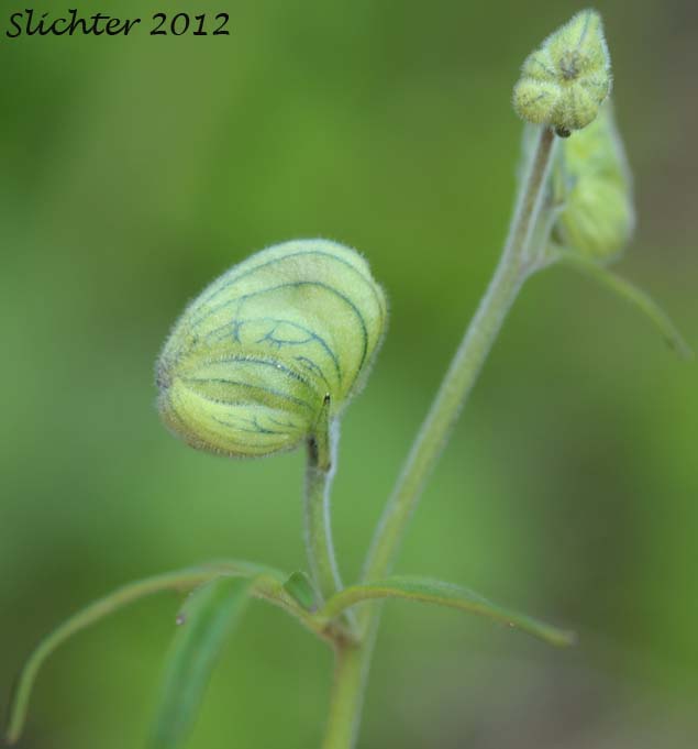 Larkspurleaf Monkshood: Aconitum delphiniifolium ssp. delphiniifolium (Synonym: Aconitum delphiniifolium var. albiflorum)