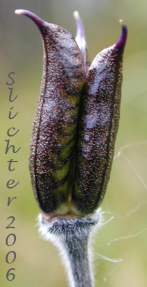 Developing seed capspule of Larkspurleaf Monkshood: Aconitum delphiniifolium ssp. delphiniifolium (Synonym: Aconitum delphiniifolium var. albiflorum)