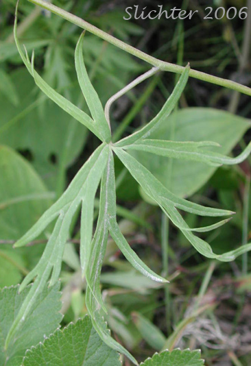 Stem leaf of Larkspurleaf Monkshood: Aconitum delphiniifolium ssp. delphiniifolium (Synonym: Aconitum delphiniifolium var. albiflorum)