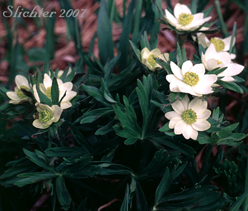 Wild Narcissus, Narcissus Anemone, Narcissus-flowered Anemone, Narcissus-flowered Thimbleweed: Anemone narcissiflora