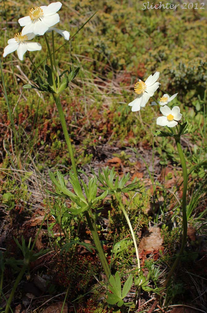 Wild Narcissus, Narcissus Anemone, Narcissus-flowered Anemone, Narcissus-flowered Thimbleweed: Anemone narcissiflora