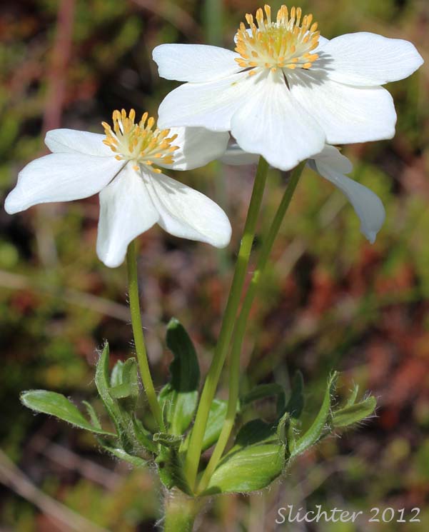 Wild Narcissus, Narcissus Anemone, Narcissus-flowered Anemone, Narcissus-flowered Thimbleweed: Anemone narcissiflora