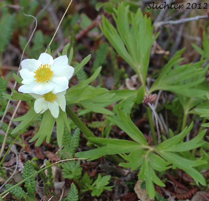 Wild Narcissus, Narcissus Anemone, Narcissus-flowered Anemone, Narcissus-flowered Thimbleweed: Anemone narcissiflora