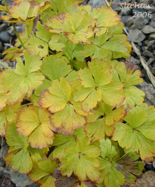 Northern Anemone, Small-flowered Anemone, Small-flowered Thimbleweed, Windflower: Anemone parviflora (Synonyms: Anemone borealis, Anemone parviflora var. grandiflora)