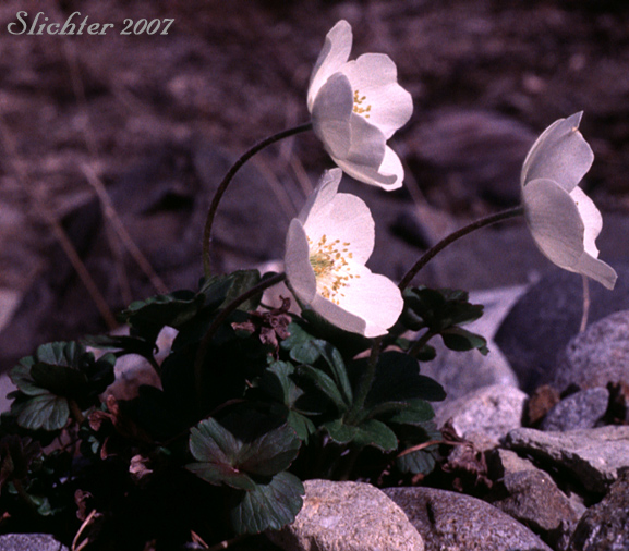Northern Anemone, Small-flowered Anemone, Small-flowered Thimbleweed, Windflower: Anemone parviflora (Synonyms: Anemone borealis, Anemone parviflora var. grandiflora)