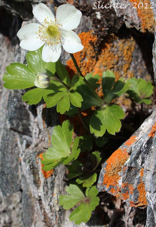 Northern Anemone, Small-flowered Anemone, Small-flowered Thimbleweed, Windflower: Anemone parviflora (Synonyms: Anemone borealis, Anemone parviflora var. grandiflora)