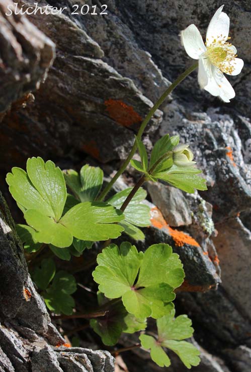 Northern Anemone, Small-flowered Anemone, Small-flowered Thimbleweed, Windflower: Anemone parviflora (Synonyms: Anemone borealis, Anemone parviflora var. grandiflora)