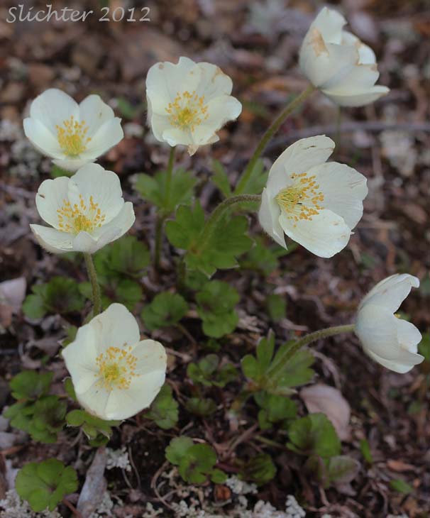 Northern Anemone, Small-flowered Anemone, Small-flowered Thimbleweed, Windflower: Anemone parviflora (Synonyms: Anemone borealis, Anemone parviflora var. grandiflora)